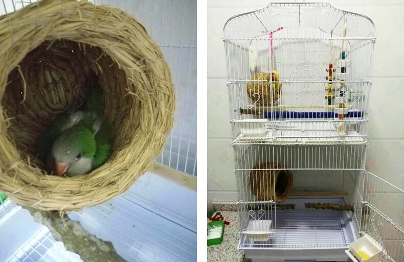 как сделать гнездо для попугая своими руками. гамак для попугая волнистого. гнездо попугая корелла в клетке. гнездо для попугаев волнистых в клетке. гнездовой домик для волнистых попугаев.