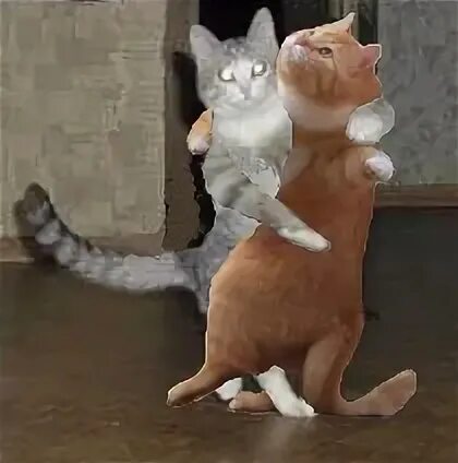 Вальсирующий кот. Коты танцуют вальс. кот танцует вальс.