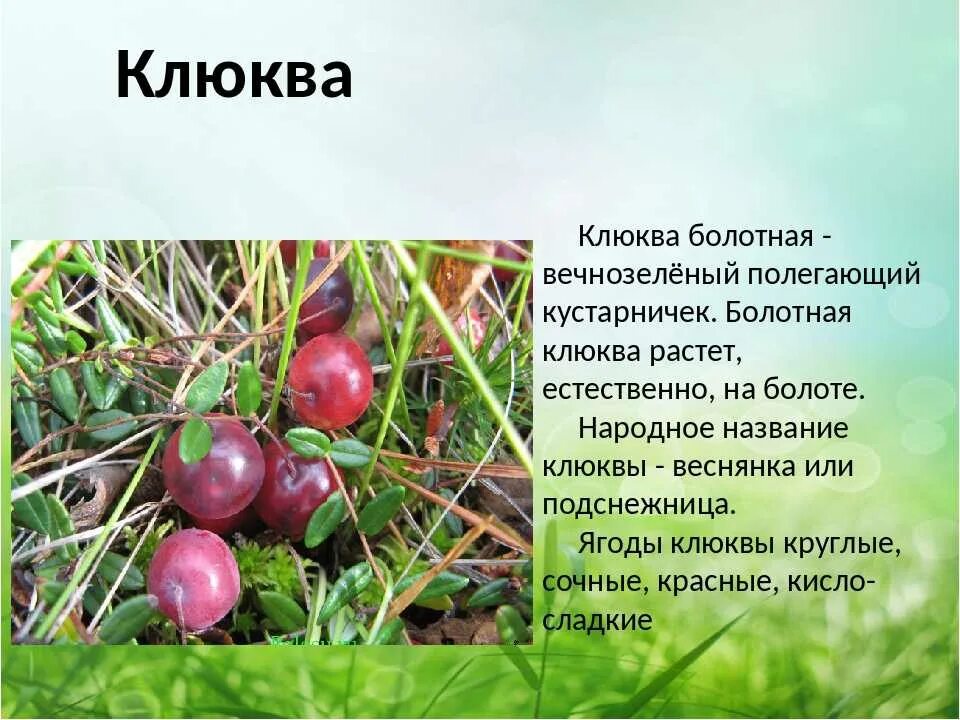 Клюква Болотная кустарник. Клюква Болотная (или четырехлепестная). Клюква Болотная красная книга Курской области. Клюква Болотная красная книга Татарстана.