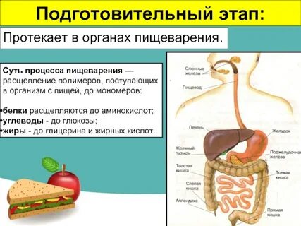 Желудочный фермент расщепляющий белки
