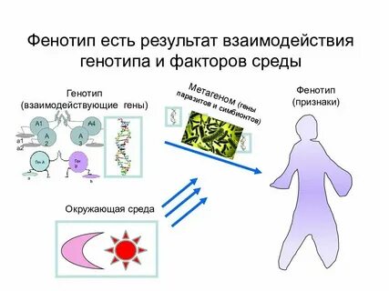 Случайное изменение генотипа это