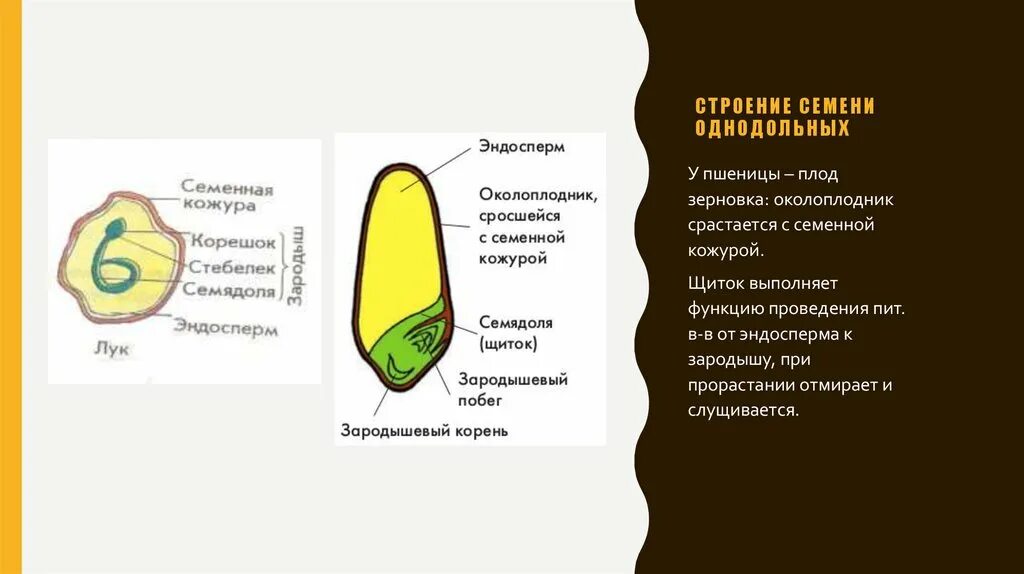 Из каких клеток образуется семенная кожура. Щиток семени однодольных растений это. Щиток у однодольных растений. Строение эндосперма. Строение семени щиток.