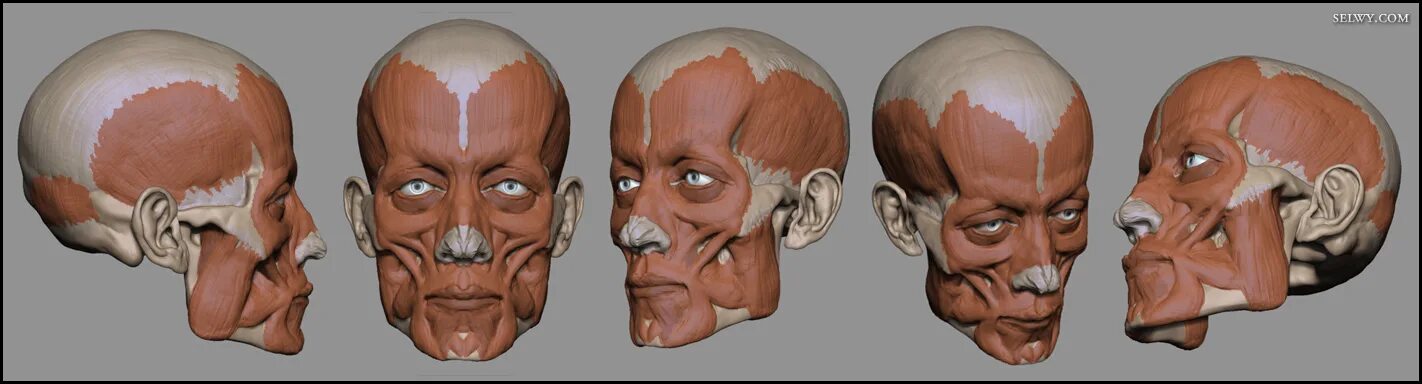 После голова три. Мышцы человеческого лица. Мышцы лица профиль.