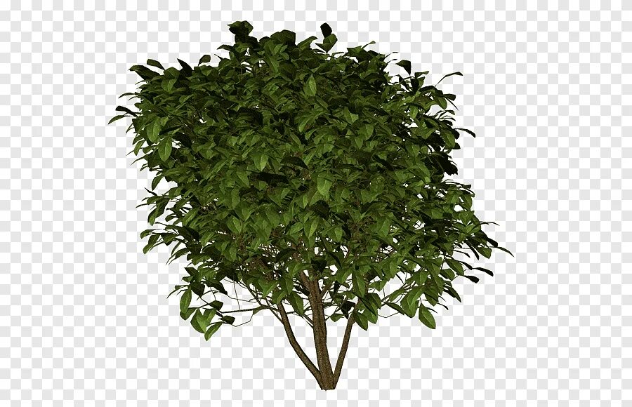 Кусты для фотошопа. Куст на прозрачном фоне. Кусты. Bush куст. Кусты пнг для фотошопа.