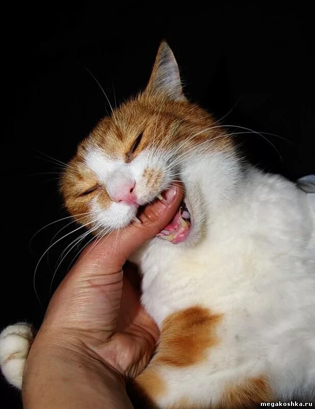 Кошка кусает палец. Кусачая кошка. кот кусает. коты которые кусаются.