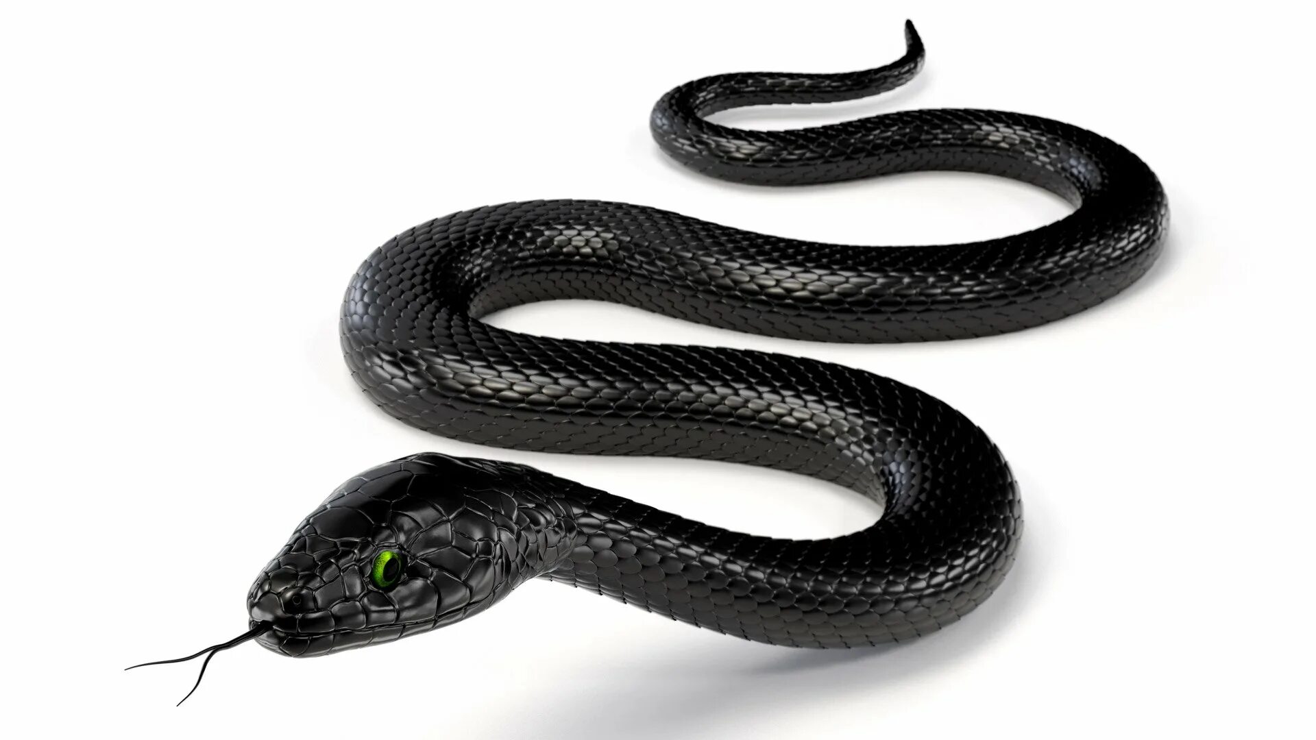 Змей 4 букв сканворд. Блейк Снейк чёрная змея. Чёрная мамба змея и гадюка. Змея чёрная мамба белая. Змея на белом фоне.