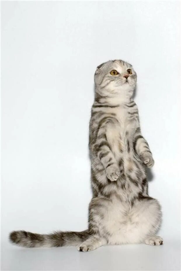 Шотландская вислоухая страйт. Шотландская вислоухая кошка. Скоттиш фолд страйт. Шотландская вислоухая (или скоттиш-фолд). Лапы шотландских кошек