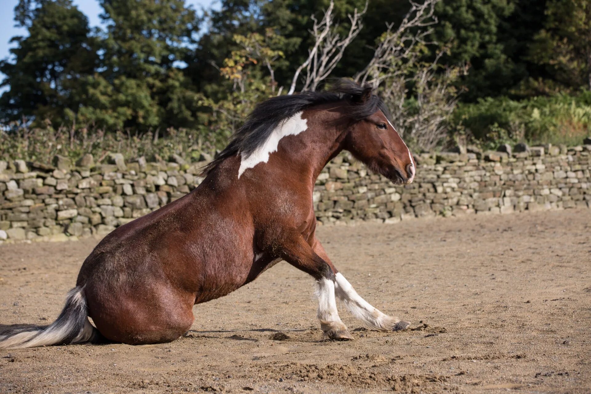 Equus Ferus caballus. Лошади породы мерин. Конь мерин жеребец. Порода коня мерин.