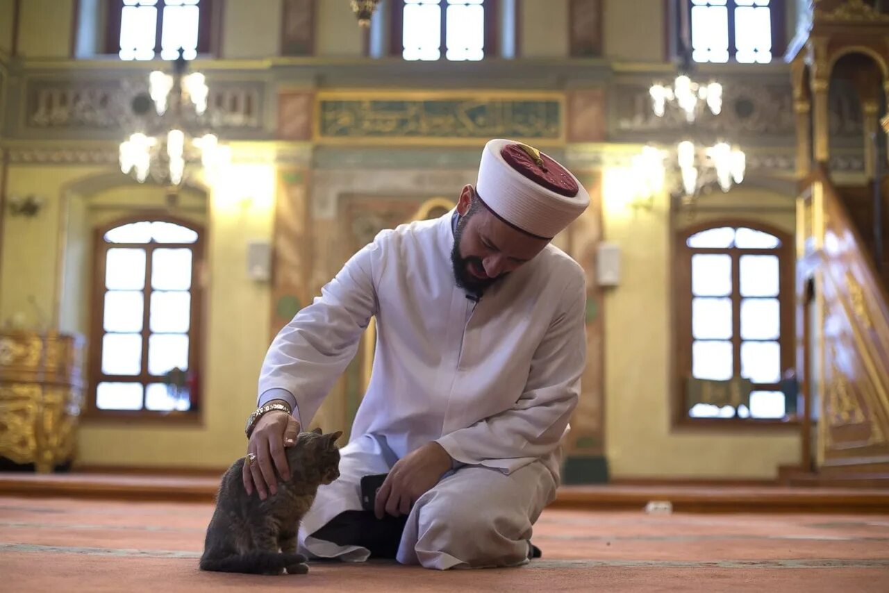 Имам что это. Кошка пророка Мухаммеда Муизза. Имам мечети Истамбул. Турецкий имам. Имам мечети пророка Мухаммада.