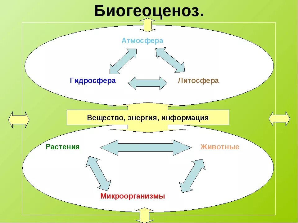 Биогеоценоз. Схема биогеоценоза. Схема биогеоценоза и экосистемы. Биогеоценоз определение структура. Биогеоценоз основа