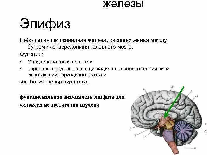 Шишковидная железа. Пинеальная железа головного мозга что это такое. Эпифиз строение и функции. Строение мозга эпифиз. Эпифиз железа функции.