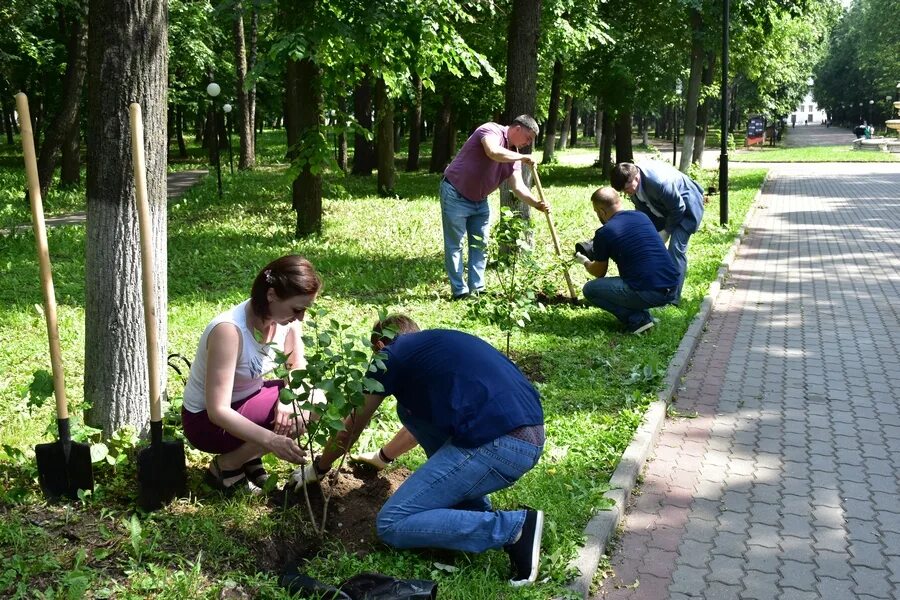 В городском парке посадили