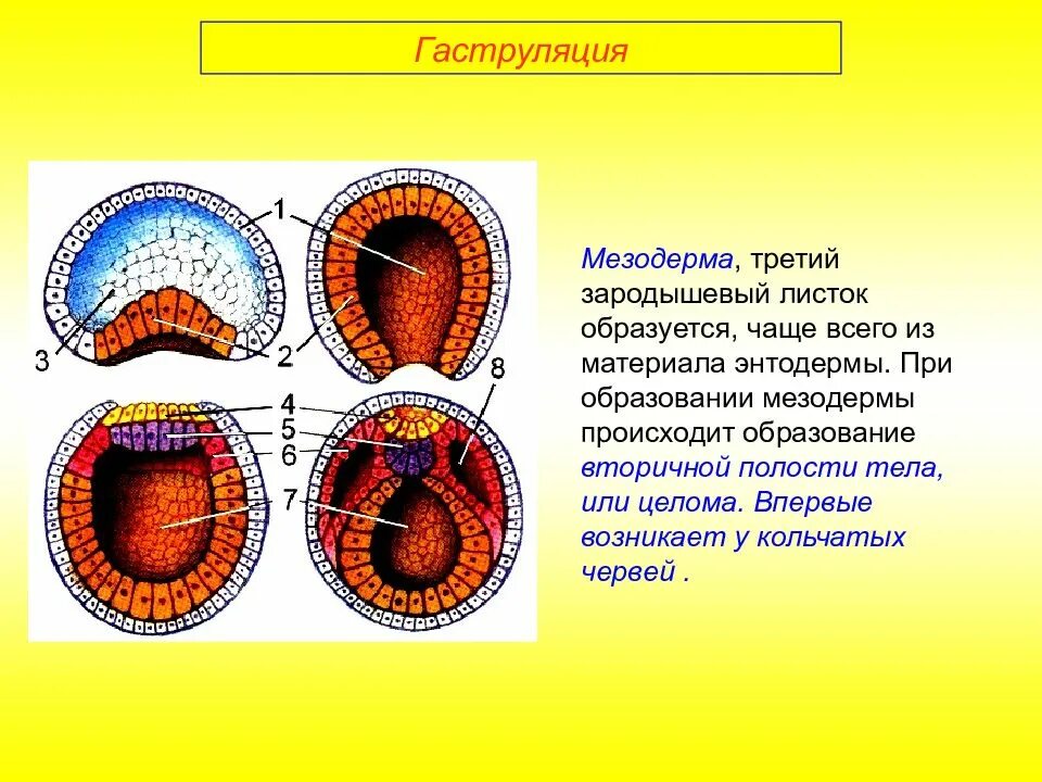Из какого листка образуется хорда