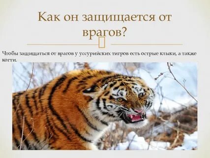 Как защищается от врагов