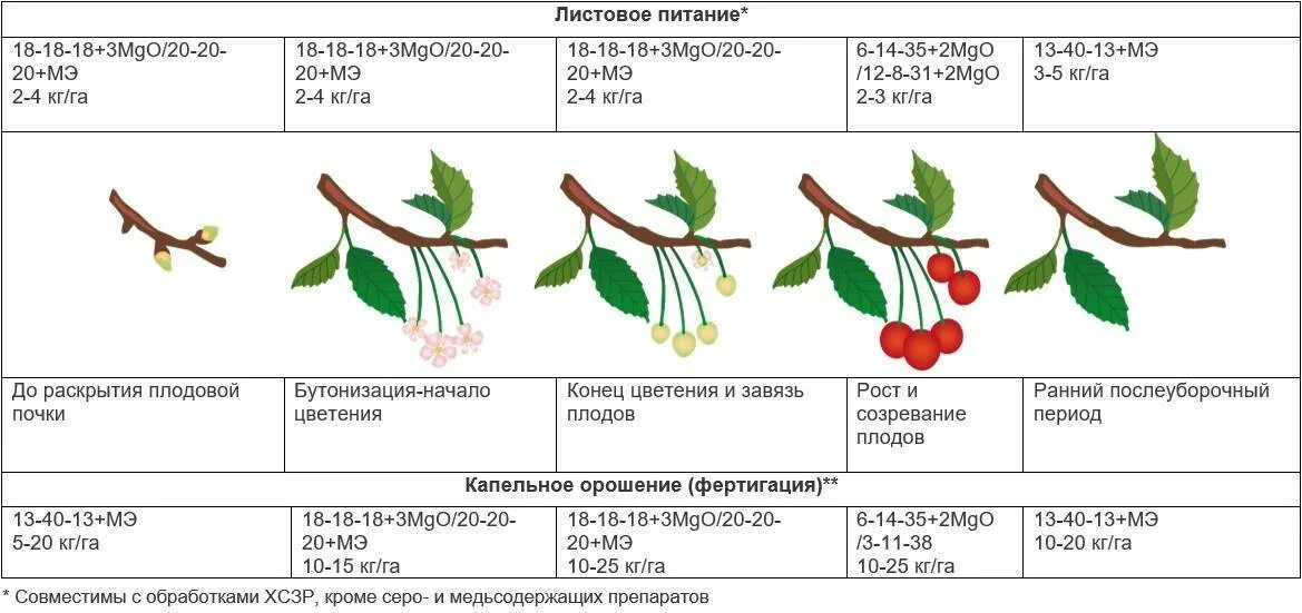 Первая обработка деревьев весной от вредителей. Схема обработка черешни весной. фазы развития черешни. схема подкормки черешни. схема подкормки яблони весной.