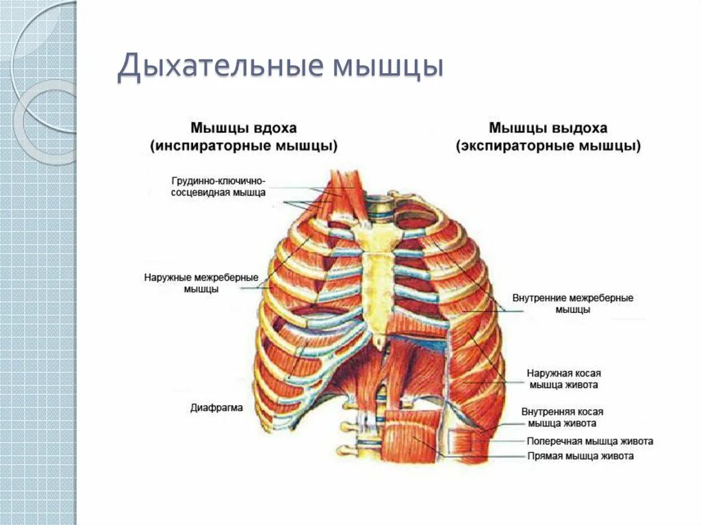 Межреберное дыхание упражнения. Дыхательные мышцы вдоха и выдоха таблица. Дыхательные мышцы название начало прикрепление функции. Наружные межреберные мышцы дыхание. Межреберные мышцы и диафрагма.