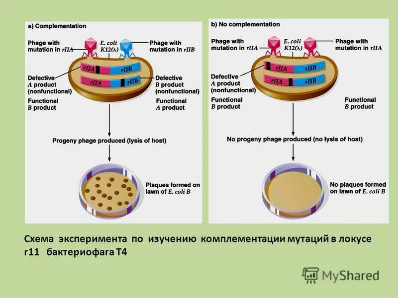 Комплементация вирусов. Фаг т4 строение. Комплементация мутаций. Опыты бензера по картированию мутаций.