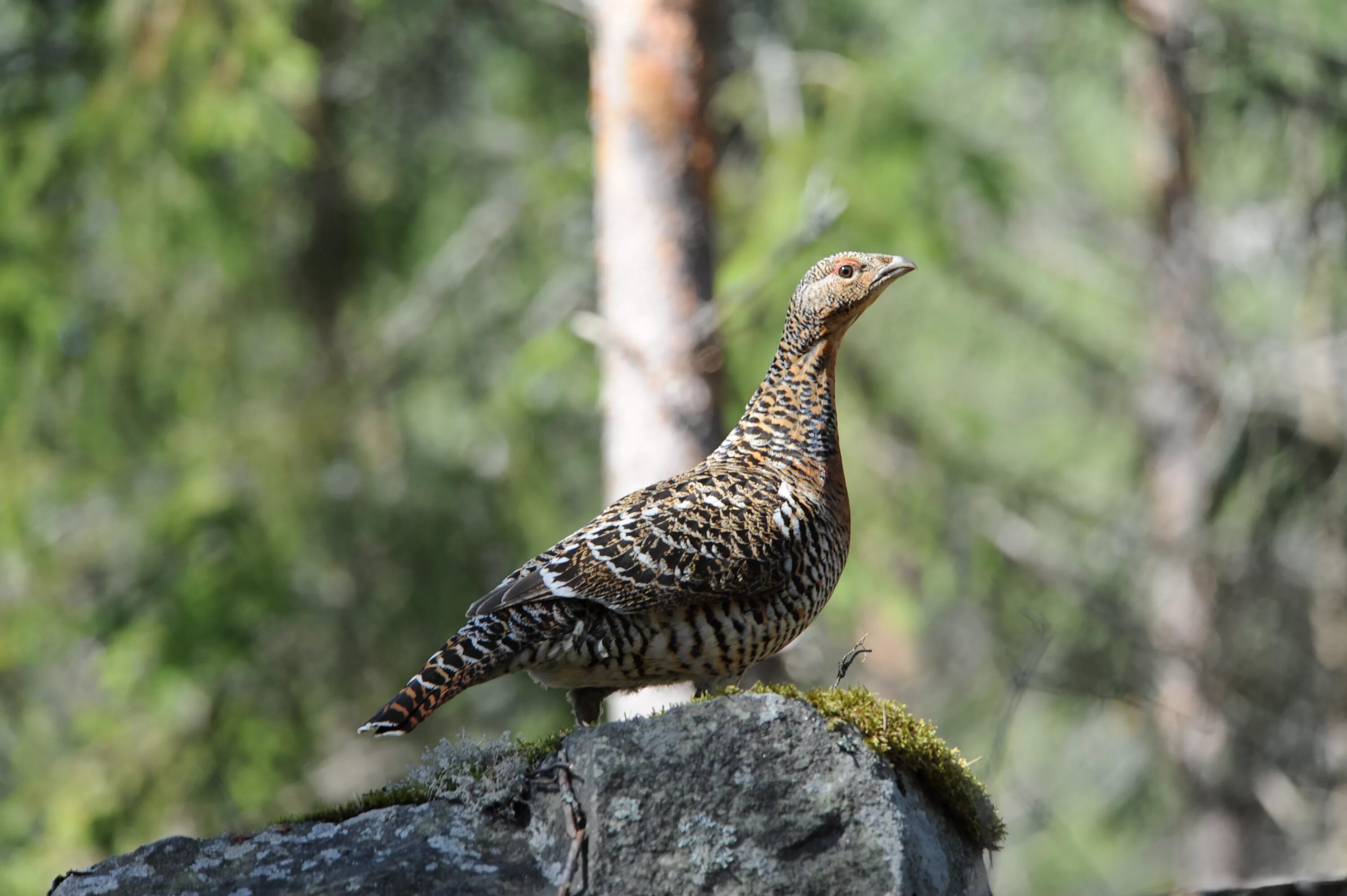 Как выглядит глухарка. Глухарь птица Капалуха. Глухарь (Tetrao urogallus). Глухарка Капалуха Глухарь. Самка глухаря Капалуха.