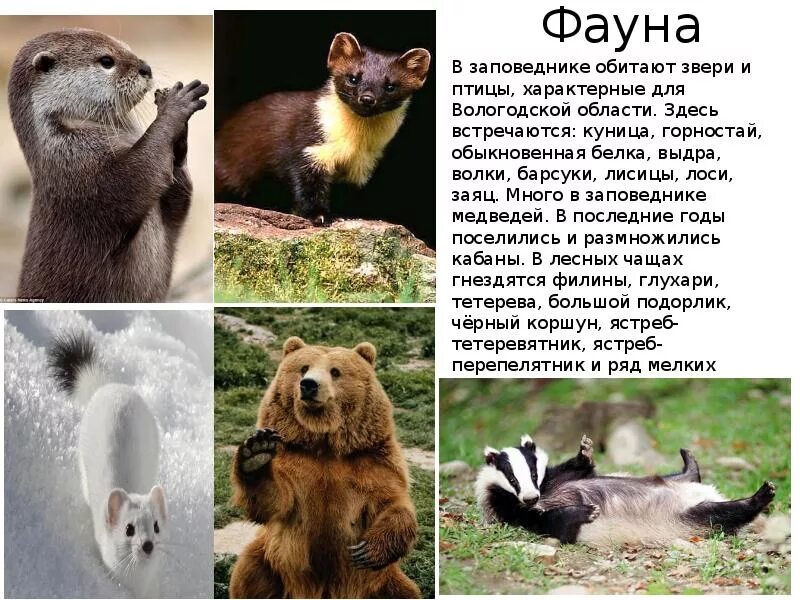 Значение фауны