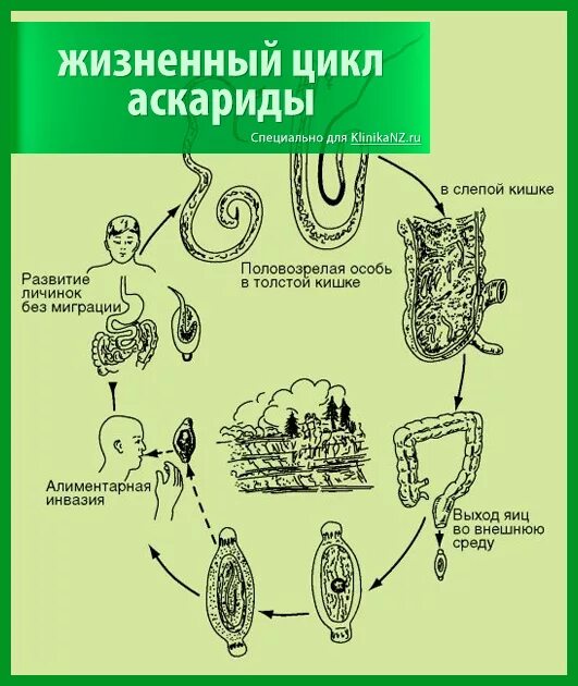 Аскарида человеческая жизненный цикл. Жизненный цикл аскариды человеческой (Ascaris lumbricoides). Жизненный цикл аскариды человеческой схема 7 класс. Жизненный цикл аскариды и власоглава. Цикл развития аскариды животных.