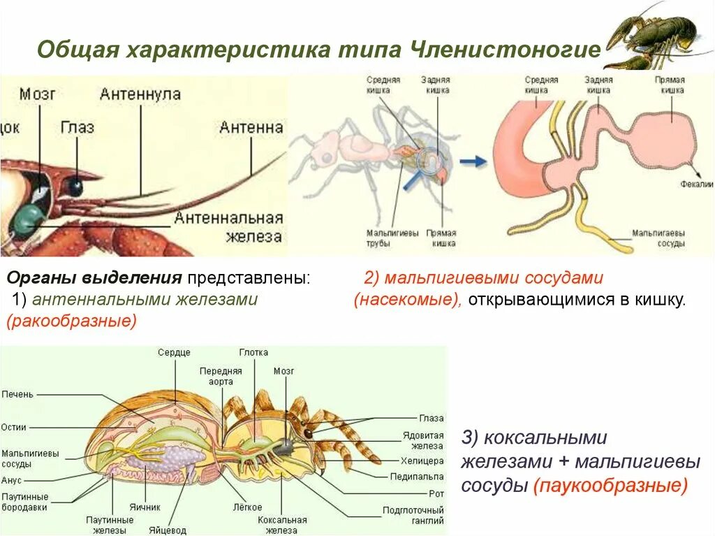 Коксальные железы членистоногих. Выделительная система мальпигиевы сосуды. Членистоногие система выделения. Выделительная система паукообразных 7 класс.