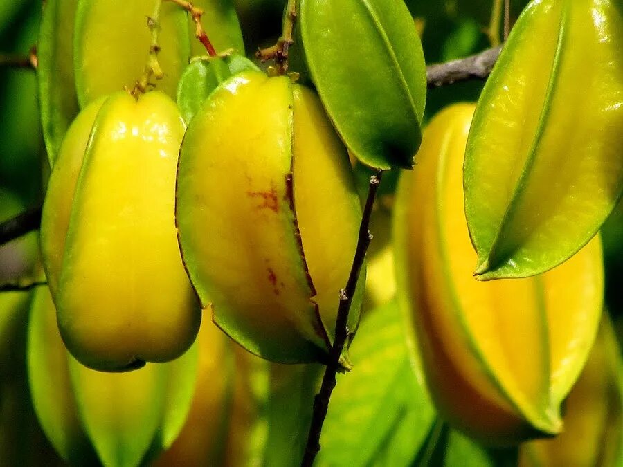 Карамбола valley. Карамбола аркин. Карамбола valley. Карамбола дерево. Личи карамбола.