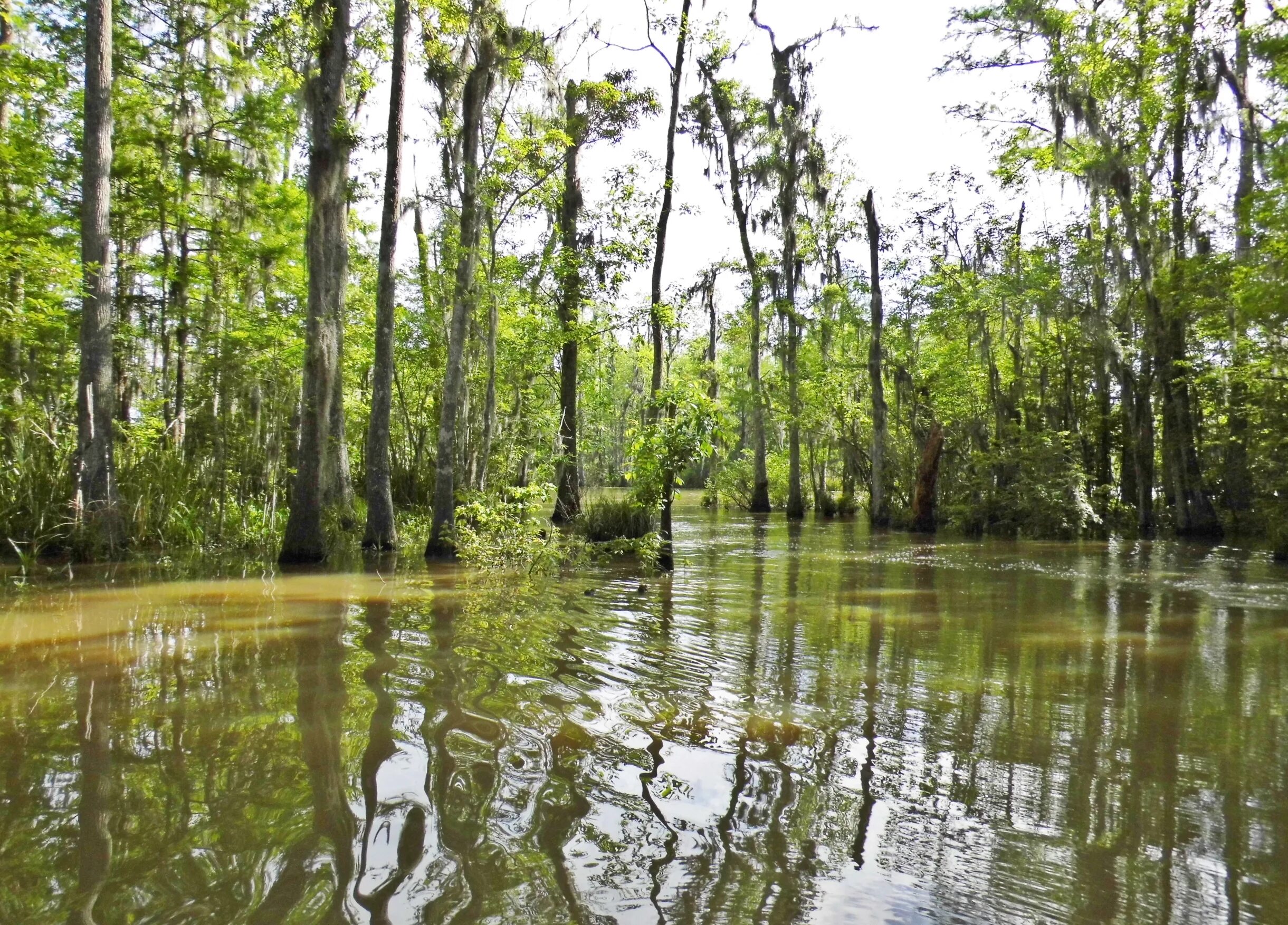 Swamp dingo. Луизиана. swamp map луизиана. луизиана остров. плавни в луизиане.