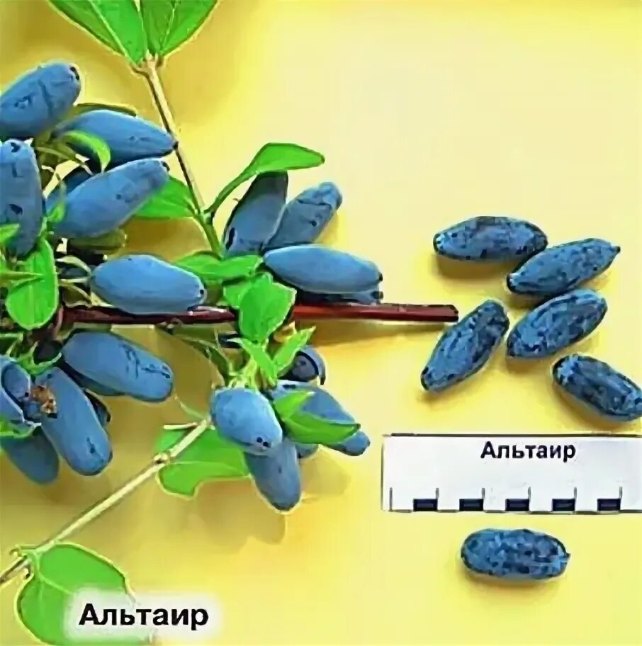 Сорт жимолости альтаир. Жимолость альтаир. жимолость альтаир описание сорта. жимолость волхова. жимолость нимфа в полный рост.