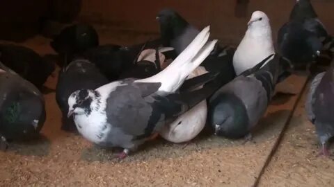 Голуби бучеловский