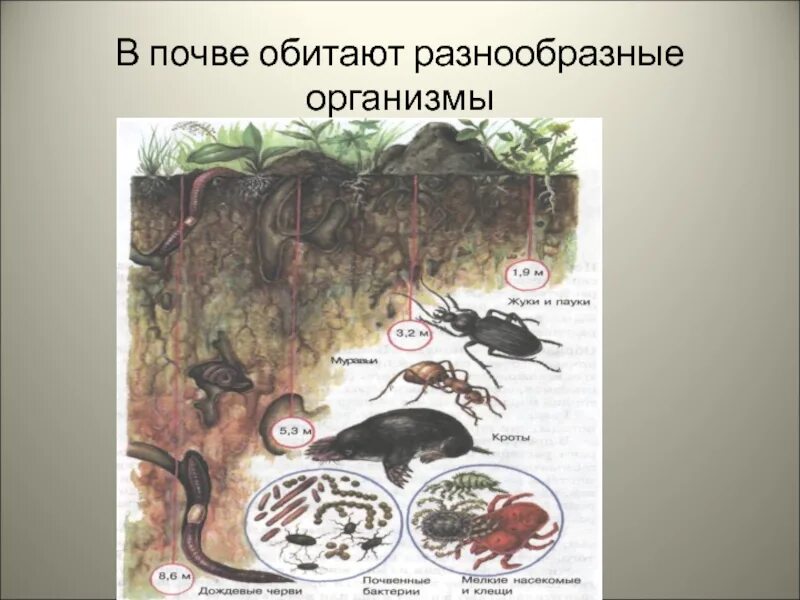 3 почвенных животных. Организмы в почве. Организмы обитающие в почве. Животные живущие в почве. Живые организмы которые обитают в почве.