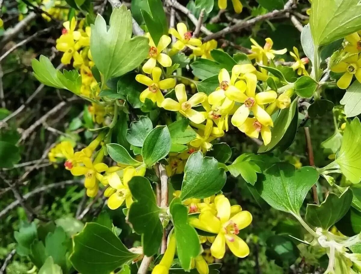 Желтый кустарник название и фото цветущий