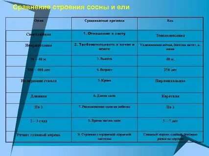 Отношение к свету у ели
