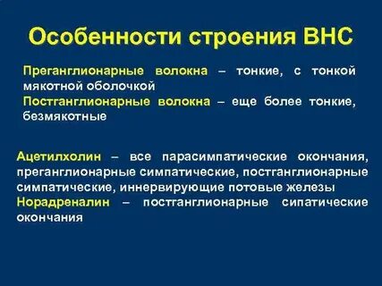 Преганглионарные волокна вегетативной нервной системы