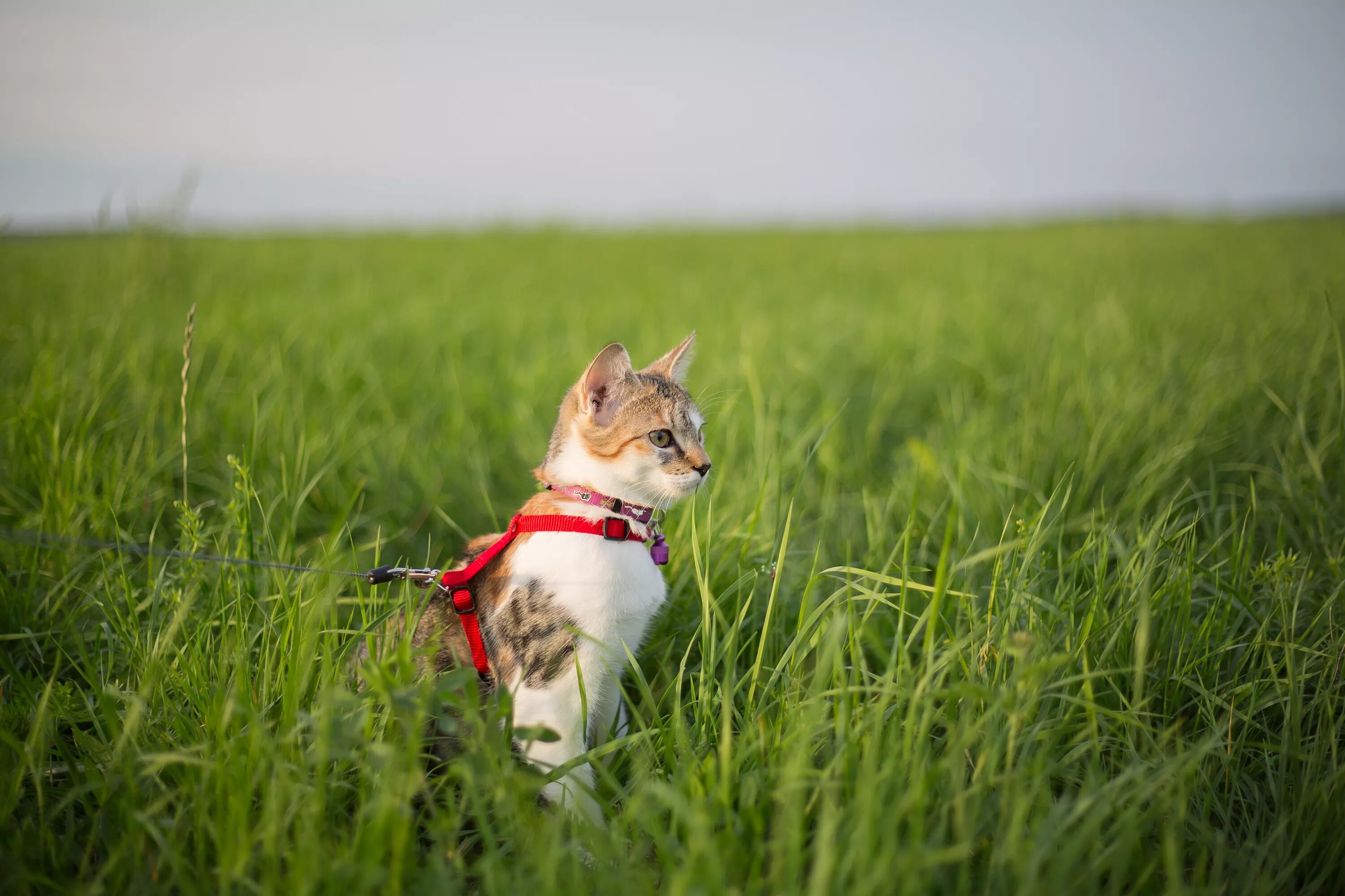Кошечка гуляет. Кошка гуляет на шлейке. Кот на прогулке. Шлейка для кошек для прогулки. Кот на лугу.
