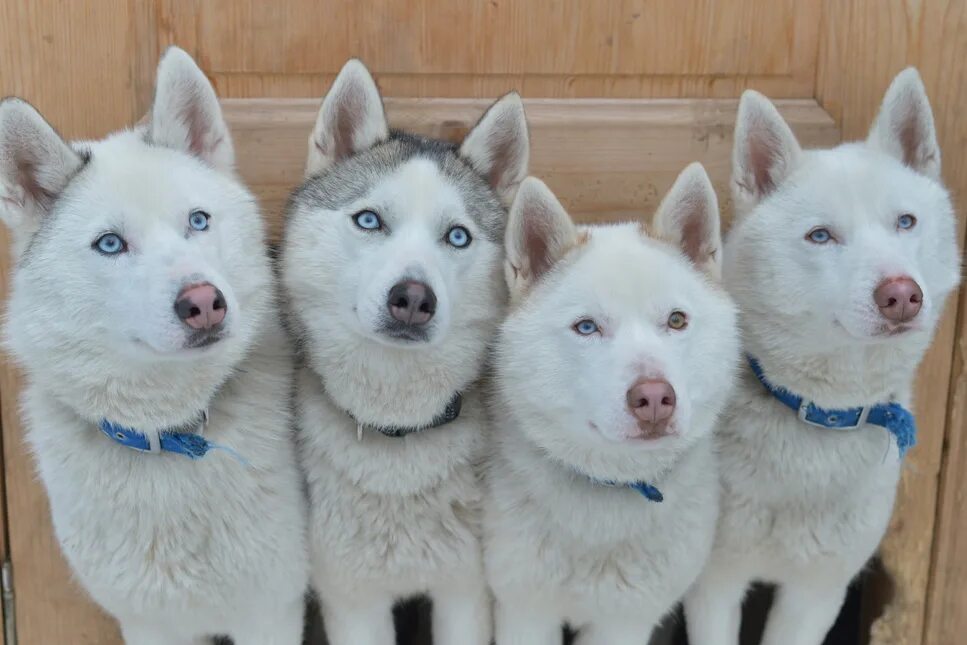 В поход с собакой. Приключения хаски. Приключения. Хаски в сокольниках. Приключения.