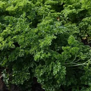 Петрушка курчавая