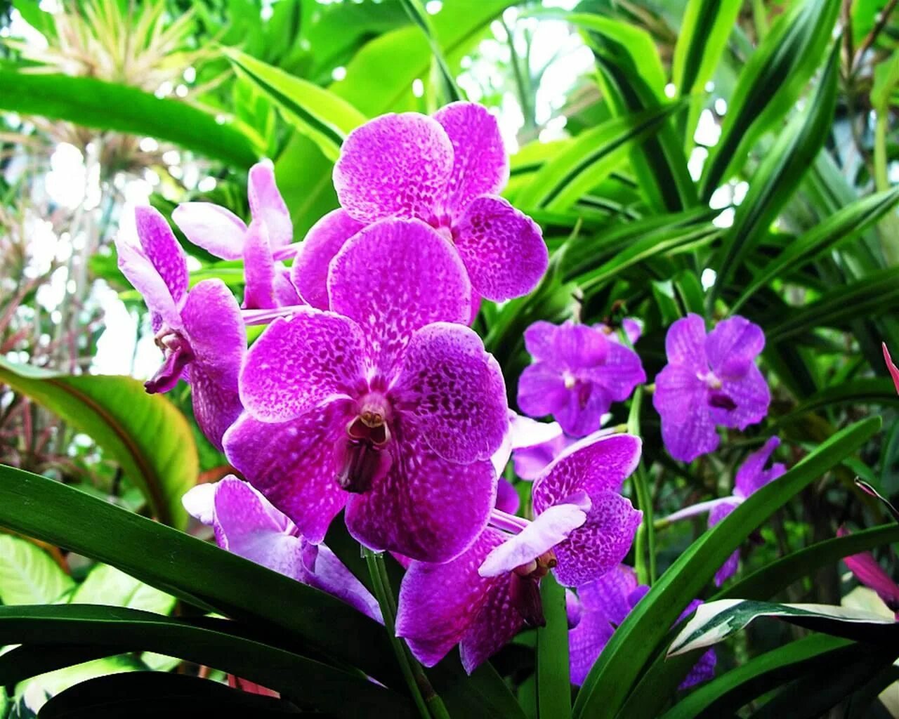 Орхидея фаленопсис голубая. Фаленопсис Лилак.