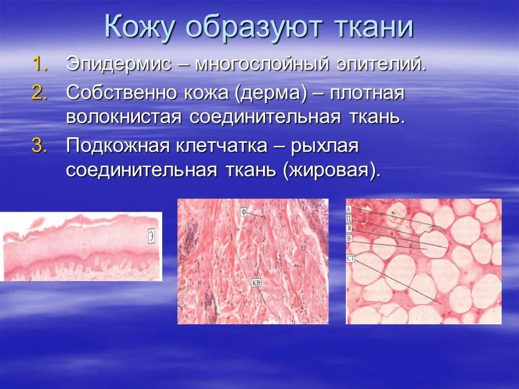 Рыхлая соединительная ткань эпидермис. Эпидермис волокнистая соединительная ткань. Эпителиальная и соединительная ткань. Образован соединительной тканью эпидермис.