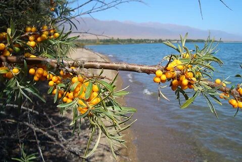 Куль растения