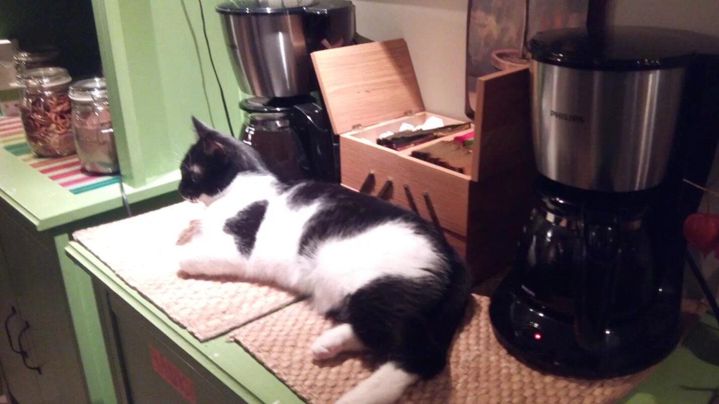 котокафе курган. котокафе курган. котокафе лапы и хвосты москва. ешкин кот курган суши. котокафе ульяновск радищева 86.