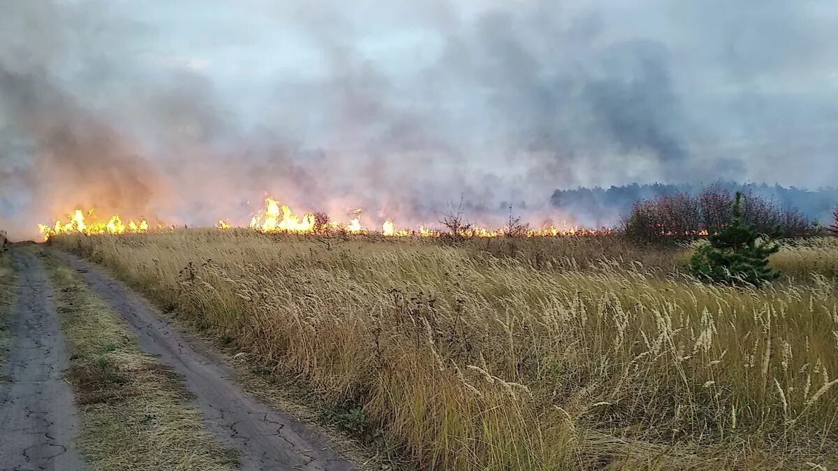 Село старый Курлак Воронежская область. Пожар в п. Курлак Аннинский район. Ландшафтный пожар. Лесные пожары в Воронежской области. Хлопки в воронежской области