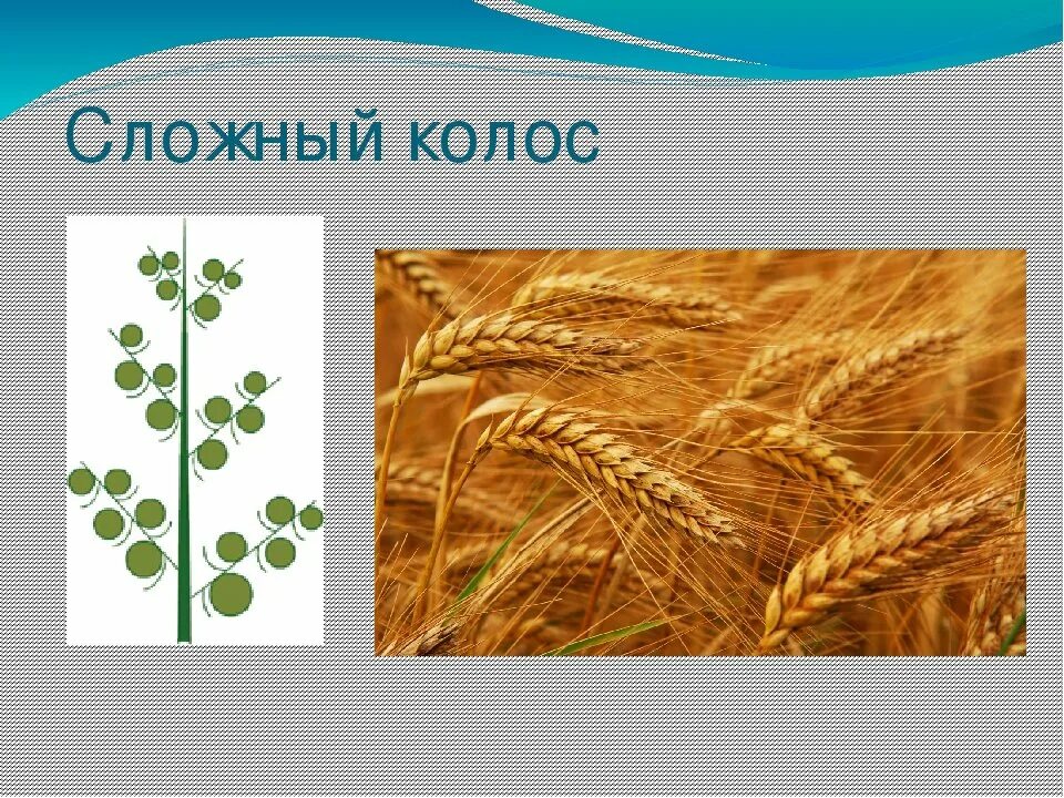 Колос биология 6 класс. Сложный колос описание. Сложный колос схема. Растения с соцветием сложный колос. Сложный колос описание.