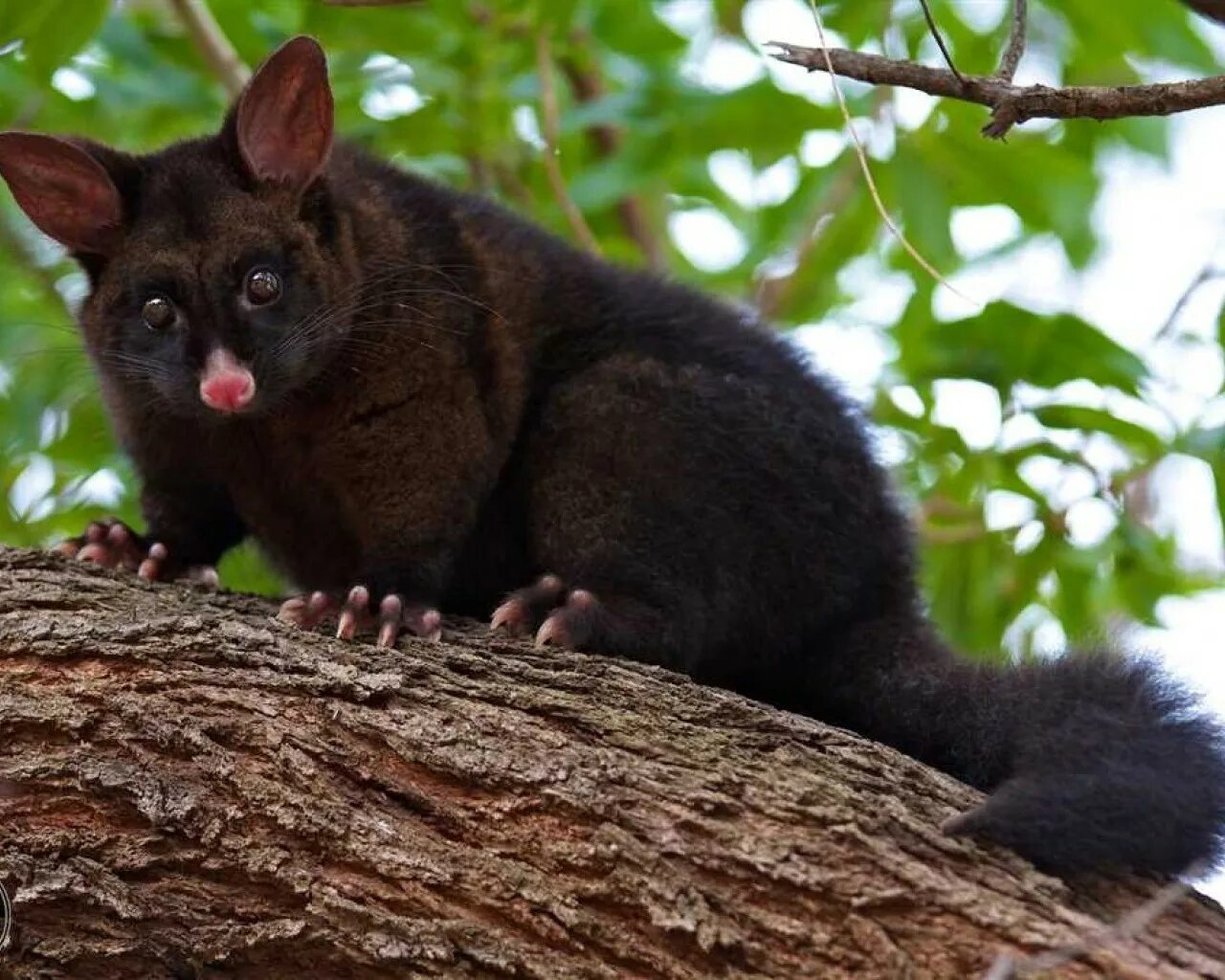 Unique australia