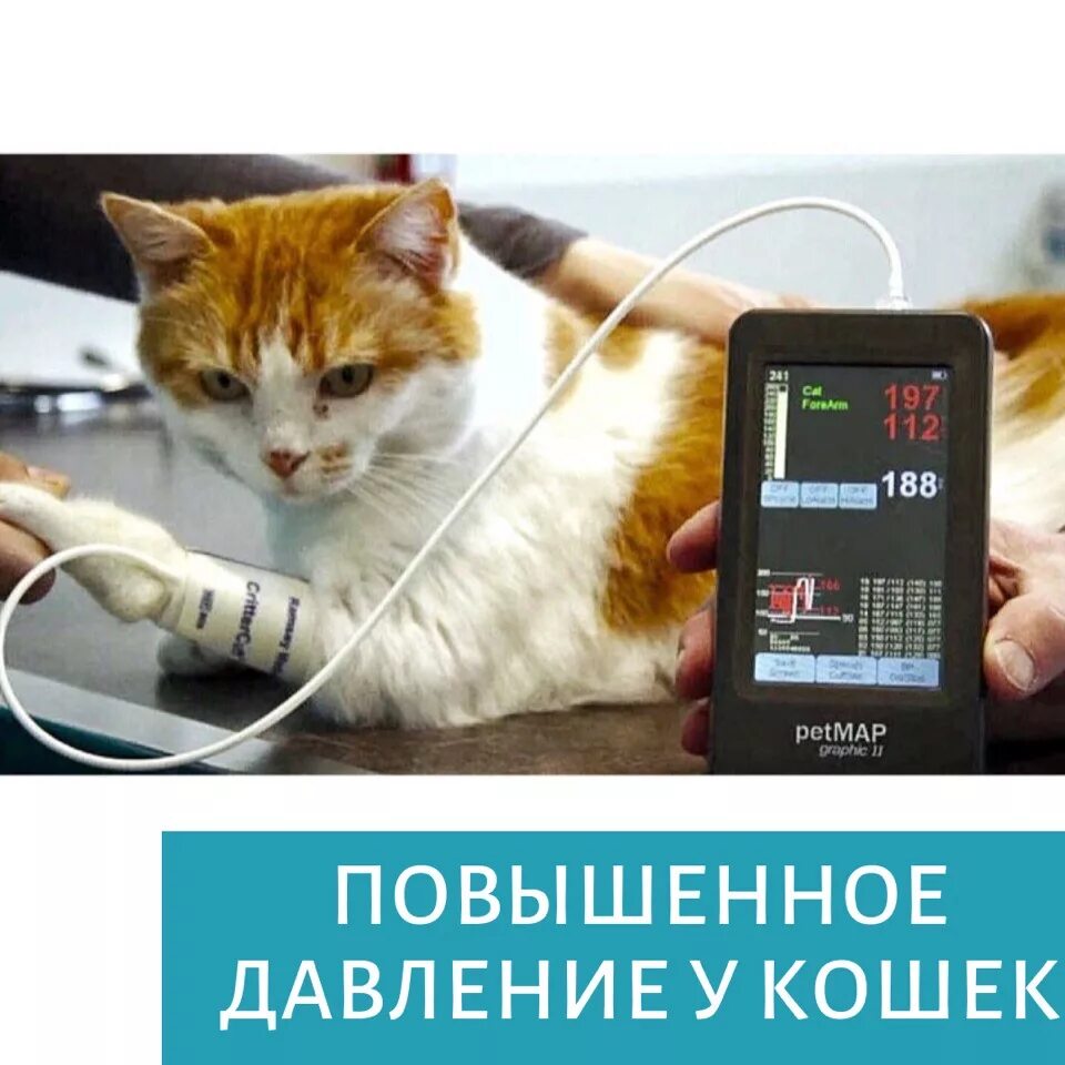 Артериальное давление у животных. Petmap ветеринарный тонометр. ветеринарный тонометр petmap graphic ii. измерение артериального давления у собак и кошек. измерение артериального давления у животных норма.