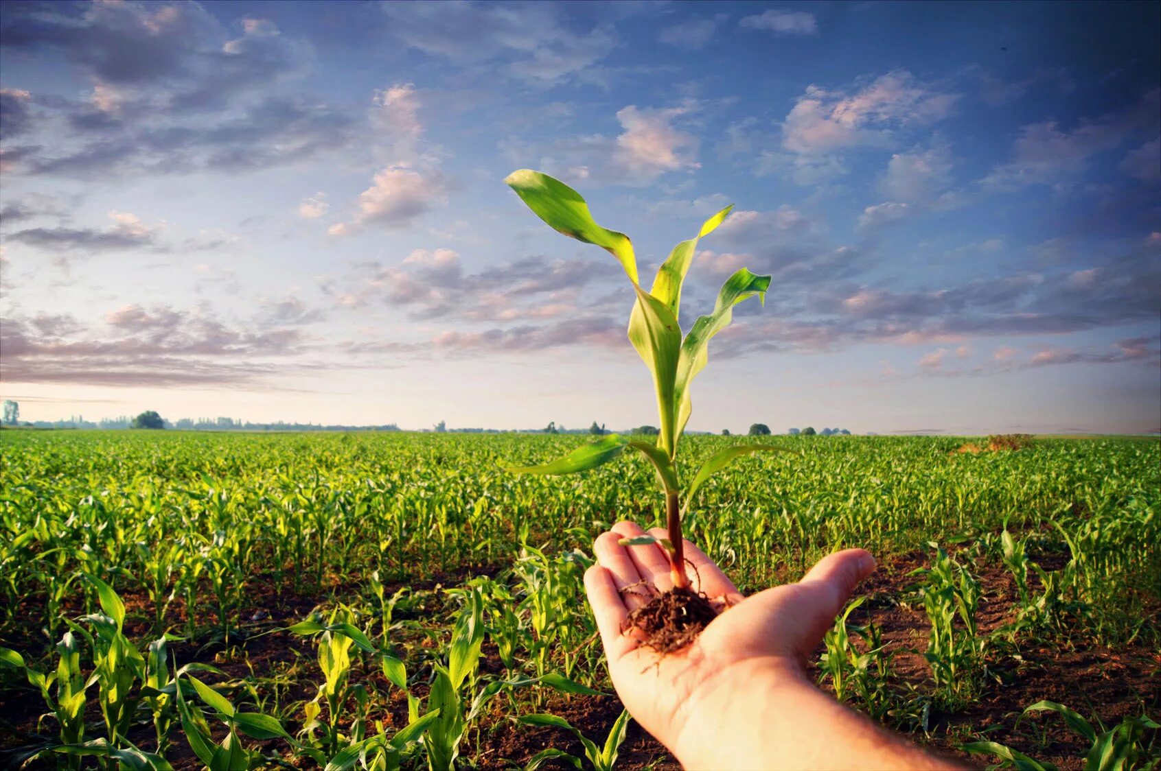 Natural farming. Сельское хозяйство. Растениеводство. Экологическое сельское хозяйство. Сельскохозяйственные растения.