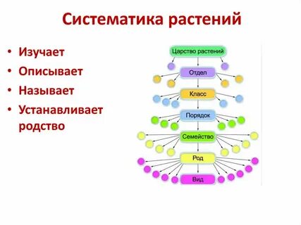 Систематические категории огурца обыкновенного