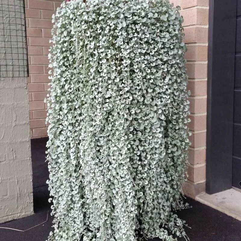 Dichondra argentea 'Silver Falls' Silver falls, Ceiling lights, Silver