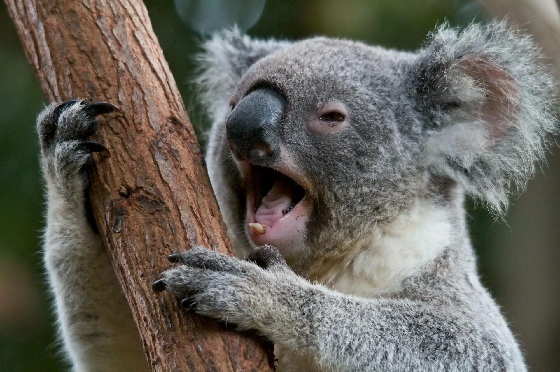 Отряд сумчатые коала. Сумчатый мишка коала. Коала животное Австралии. Эндемики Австралии коала. Австралийская коала