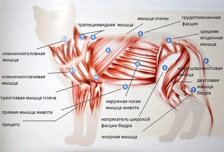 Сухожилие животных. Строение хвоста кошки мышцы. Мышечная анатомия кошки. Мышечное строение кошки анатомия. Мышцы кошки анатомия.