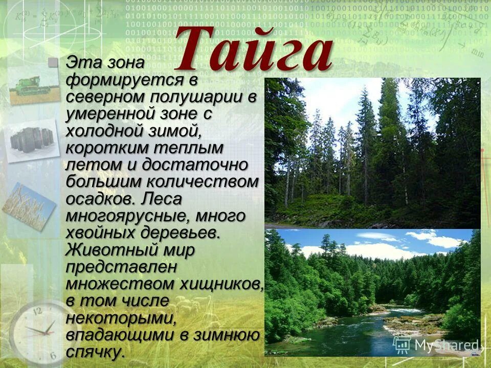 Тайга география 7 класс. Описание тайги. Тайга презентация. Тайга природная зона. Презентация по географии Тайга.